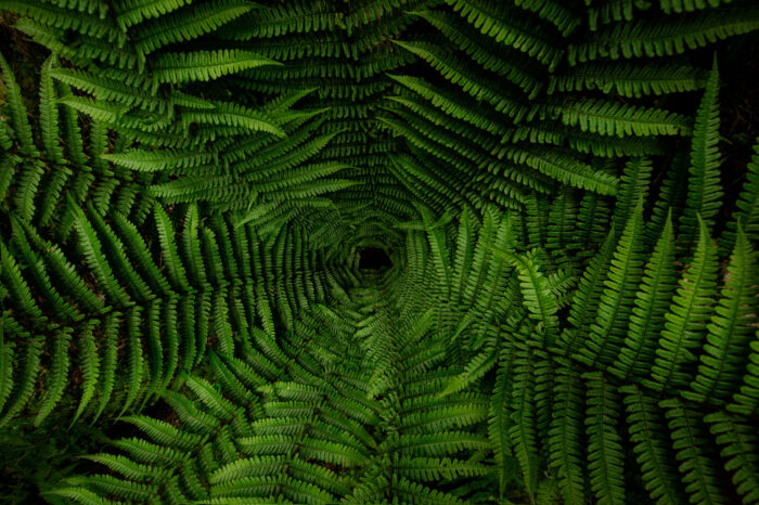 Taller de Fotografía de Paisaje en Galicia | Costa y bosques